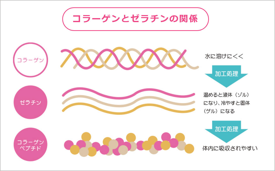 「コラーゲン」「ゼラチン」「コラーゲンペプチド」の形状の関係
