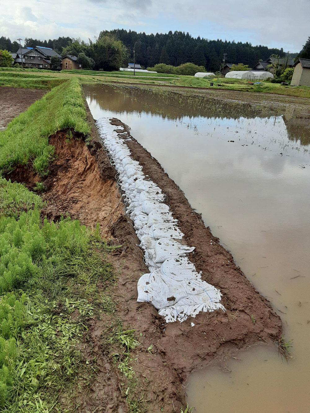 令和6年能登半島地震で崩れてしまった田んぼの畔を土のうで修復