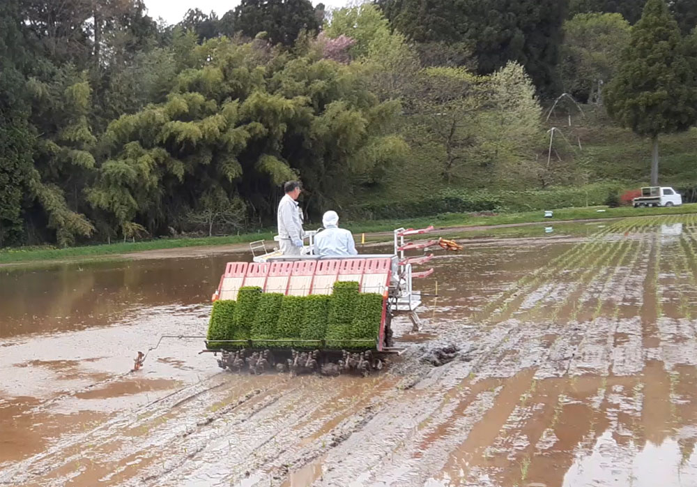 なたうち農業ボランティアで田植え機を運転